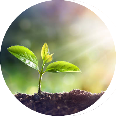 small plant